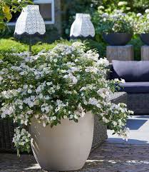 Freiland Hortensie Runaway Bride Baldur Garten Freiland Hortensie Hortensien Pflanzen