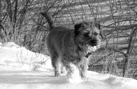 I recommend that you get your border terrier involved in regular obedience classes at the intermediate or advanced level, or in ongoing agility classes (an obstacle course for dogs). Border Terrier Description Energy Level Health Interesting Facts