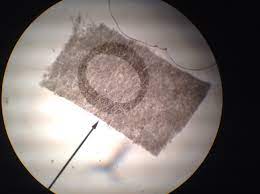 Brightfield microscopes use a combination of glass lenses and light to view the specimen. The Compound Microscope Burkew19