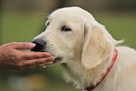 Hi ich suche für meinen hund weiche leckerlies vileicht wisst ihr welche zum selber machen freue mich über jede nette antwort lg alina. Naturliche Hundeleckerlies Was Die Besten Konnen