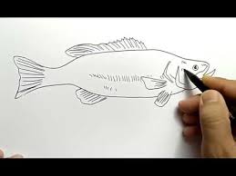 Check spelling or type a new query. Cara Menggambar Ikan Dengan Sangat Mudah Youtube