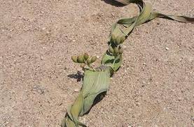 Image result for Welwitschia