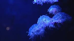 The flower hat jelly can. Flower Hat Jellyfish Floating In Aquariu Stock Video Pond5