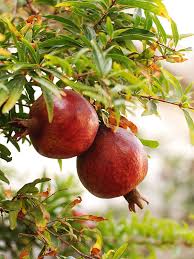 It is doing fine, but no pomegranates. Angel Red Pomegranate Tree Punica Granatum Urban Tropicals