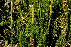 Image result for Lycopodiella caroliniana