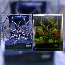 Scorpion spider four suits spider one suit spider two suits. I Hope You Like It Aquascape