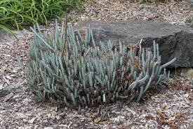 Image result for Euphorbia glanduligera