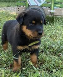 Browse photos and descriptions of 1000 of arizona rottweiler puppies of many breeds available right now! Rottweiler Puppies Sale Jurupa Valley Ca 3677