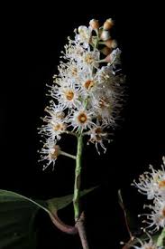 Image result for Tetradenia bainesii