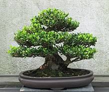 Bonsai Wikipedia