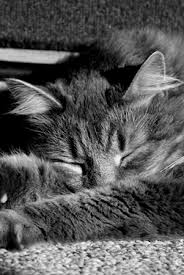 Bildergebnis für wallpaper katzen