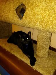Pin On Cats