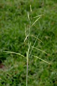 Image result for Eriochloa procera