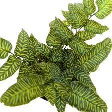 Image result for Coniogramme