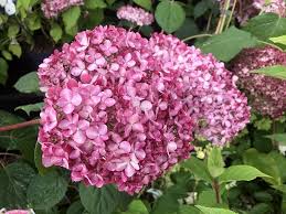 Image result for Hydrangea arborescens Pink Anabelle