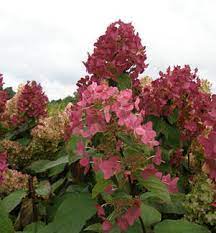 Welche erde braucht die pflanze? Hydrangea Paniculata Mega Mindy