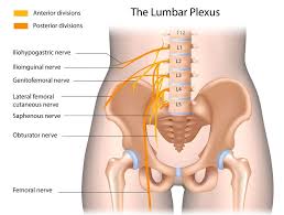 The appendix is located in the lower right hand side of the abdomen. What S The Best Way To Treat Lower Back Pain Here S What The Science Says Vox