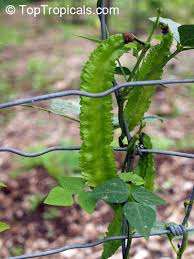 Image result for Psophocarpus grandiflorus