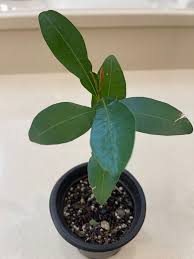 Image result for Calophyllum