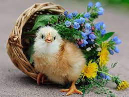 800 x 600 1024 x 768 1152 x 864 1280 x 960 1400 x 1050 1440 x 1080 description: Cute Bird Wallpapers Wallpaper Cave