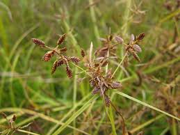 Image result for Pycreus