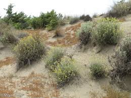 Image result for Jacobaea