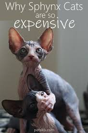 Below are a selection of egyptian names that focus on hairless cat qualities such as their outgoing and affectionate nature and their tendency to be warmer to the touch than. Sphynx Cat Price Why It Can Be High The Pets Kb Sphynx Cat Cost Cat Care Sphynx Cat