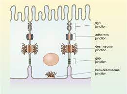 Cell structure of animal cells. A Tour Of The Cell 5 2 Cell Junctions Openlearn Open University S294 1