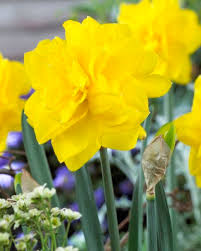 Plant bulbs at one and half times their own depth in sun or partial shade. Narcissus Golden Ducat Anglia Bulb Company