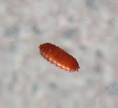 Image result for phytomyza gymnostoma