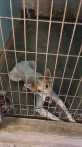To connect with town of swansea animal shelter volunteers, join facebook today. Volunteering At Animal Shelters In Malaysia Pledgecare