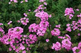 Check spelling or type a new query. Ten Best Annuals For Sun