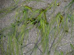 Image result for Zosteraceae