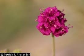 Image result for Boerhavia coccinea