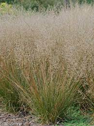 Sporobolus Heterolepis Tara Tara Prairie Dropseed Qt Super Plugs Prairie Planting Soil Texture Winter Plants