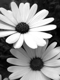 Black And White Daisy Flower Daisy Love Black White Flowers Black White Abstract Black White Pictures