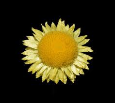 Image result for Helichrysum aureum