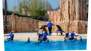 Par exemple, en 1999 un dauphin mordu une fillette de 14 ans, près de sarasota qui avait ils voient le manque de longévité prolongée chez les dauphins en captivité comme la preuve que ce type de vie est stressant. La Parc Asterix Va Devoir Se Separer De Ses Dauphins