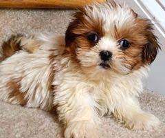 If you are looking to adopt or buy a shih tzu take a look here! Pin On Cuties