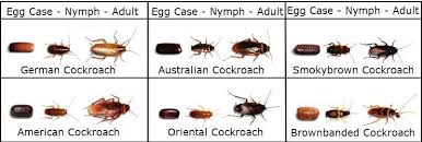Smoky brown cockroach (periplaneta fuliginosa) this roach species is uniformly dark; Mac S Pest Control The Creepy Cockroach Interesting Facts About Cockroaches Cockroaches Can Tolerate Cold Environments They Can Even Withstand Places That Have A Temperature As Low As 35 F Cockroaches Can