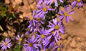 Image result for Felicia filifolia