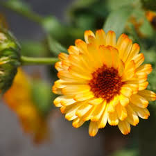 You can make your own delicious ice creams and sorbets using edible flowers and herbs. Growing Edible Flowers Online Class City Of Sydney What S On
