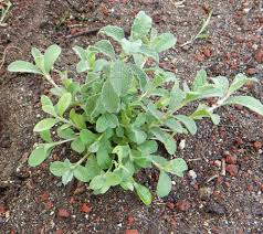 Image result for Cissus guerkeana