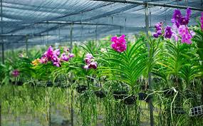 Check spelling or type a new query. Home Gardening Ph Connecting The Pinoy Gardeners For Progress