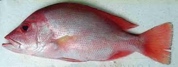 Ikan merah kakap merah siakap merah teochew hokkien. Ikan Bakar Paling Enak Di Indonesia Cakrawala Laman 9