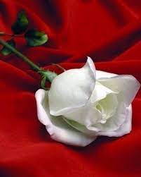 صور ورود متحركة رومانسية 2013 صور وردة حمراء جميله 2013 اجمل صور خلفيات ورود 2013 rose flower wallpaper white rose flower june flower