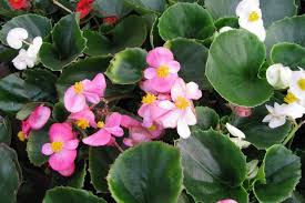 The genus contains more than 2,000 different plant species. Wax Begonia Begonia Semperflorens Growing Planting Caring