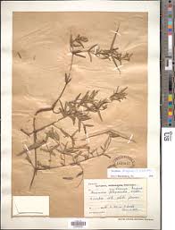 Image result for Secamone delagoensis