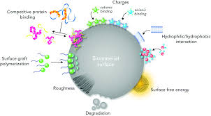 Questo sito utilizza solo cookie tecnici, propri e di terze parti, per il corretto funzionamento delle pagine web e per il miglioramento dei servizi. Biological Responses To Physicochemical Properties Of Biomaterial Surface Chemical Society Reviews Rsc Publishing Doi 10 1039 D0cs00103a