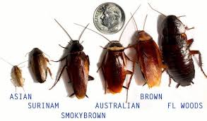 Bug busters do it yourself, brandon, fl. Bug Busters Do It Yourself Pest Control 3790 14th St W Bradenton Fl 2021